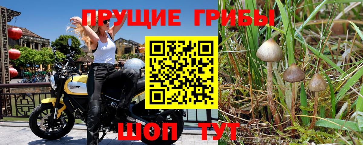 Галлюциногенные грибы Cubensis Бугуруслан